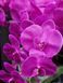 Aromatic composition Cote Noire Centerpiece - Fuchsia, Under the order (delivery from 4 weeks)
