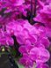 Aromatic composition Cote Noire Centerpiece - Fuchsia, Under the order (delivery from 4 weeks)