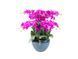 Aromatic composition Cote Noire Centerpiece - Fuchsia, Under the order (delivery from 4 weeks)