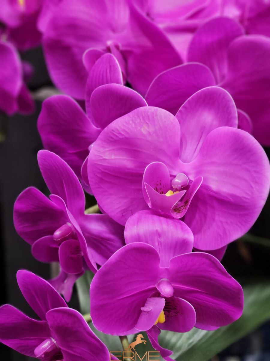 Aromatic composition Cote Noire Centerpiece - Fuchsia, Under the order (delivery from 4 weeks)