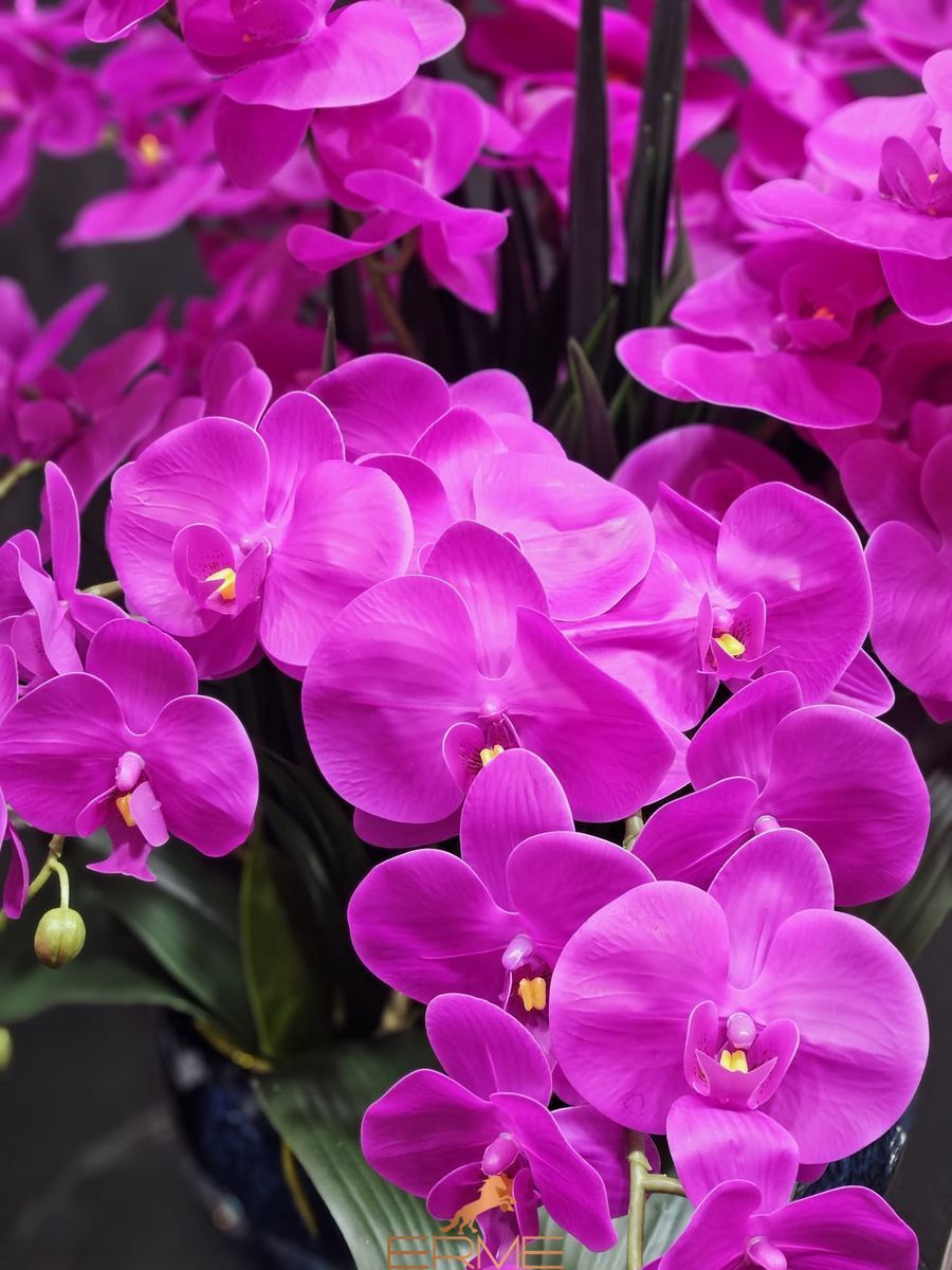 Aromatic composition Cote Noire Centerpiece - Fuchsia, Under the order (delivery from 4 weeks)