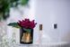 Aromatic composition Cote Noire one rose - Carmine Red, Under the order (delivery from 4 weeks)