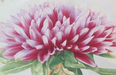 Постельное белье Signoria Firenze Maddalena, 50x75, 155x200 (2шт), 270x290