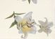 Постільна білизна Signoria Firenze Lilium, 50x75, 155x200 (2шт), 270x290