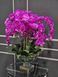 Aromatic composition Cote Noire Centerpiece - Fuchsia, Under the order (delivery from 4 weeks)